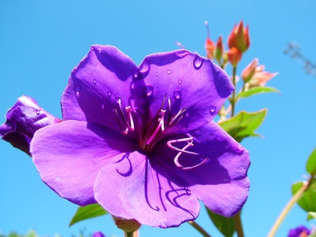 Tibouchina