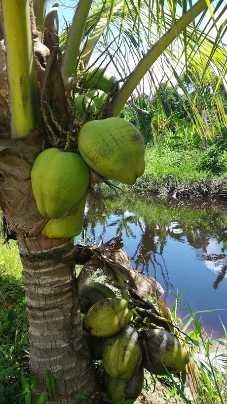 Plantage Suriname.jpg