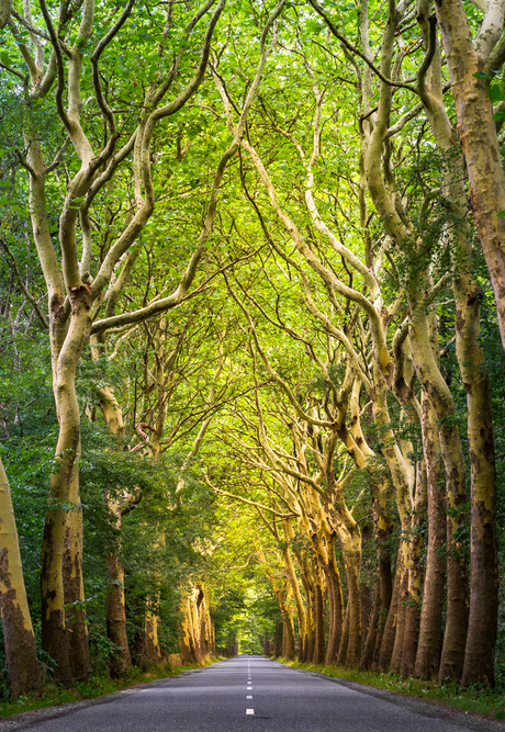 Dutch Dark Hedges