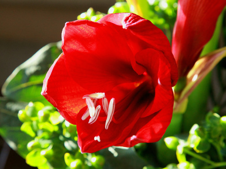 Amaryllis met Hertshooi