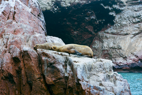 Zeeleeuwen op een rots