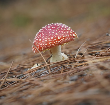 Een prachtige herfstdag in oktober.