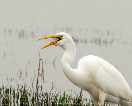 Reiger met snack.