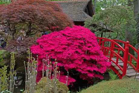 Japanse tuin 