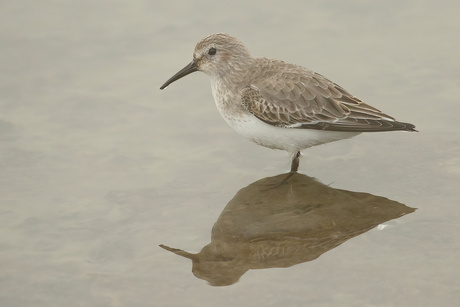 Bontje in de mist ...