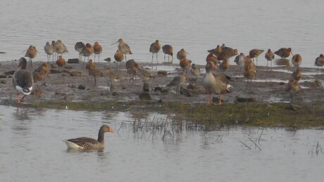 GRUTTO - GRUTTO, Ze zijn er weer