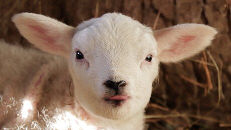 Petit agneau 😋