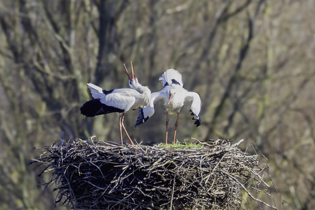 Klepperende ooievaars. 