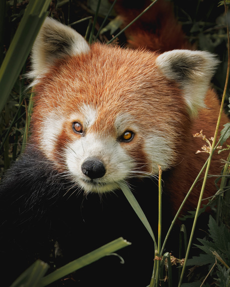 Rode panda