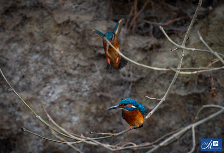 Paartje ijsvogel