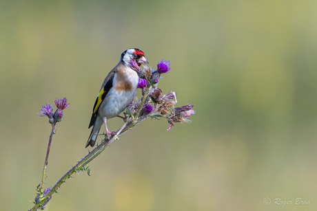 Distelvink (Putter) doet z'n naam eer aan.