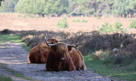 Op de heide...