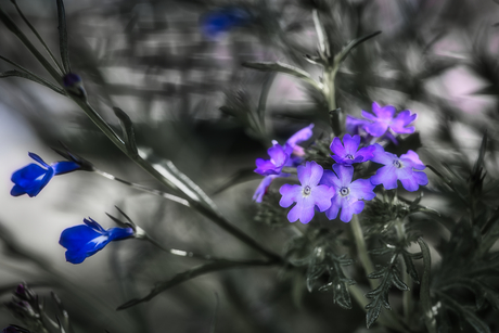 Bloem1