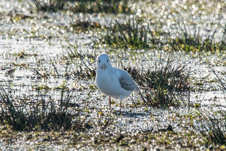 Kokmeeuw in winterkleed