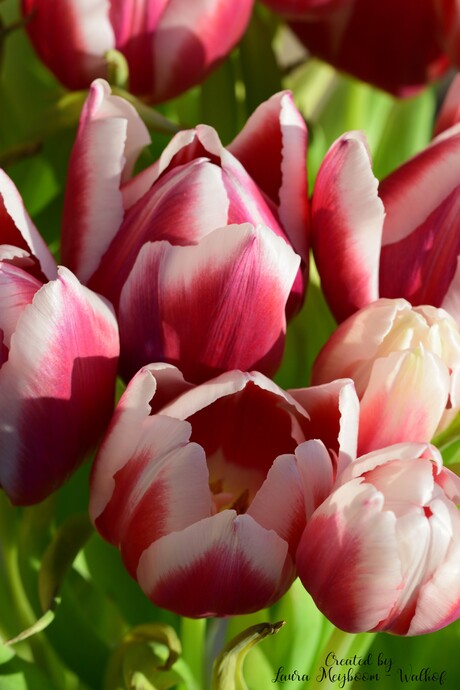 Tulpen