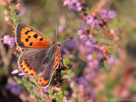 Kleine vuurvlinder op de hei