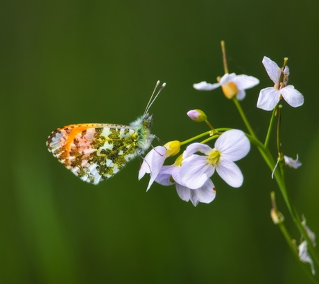 Oranjetipje op de pinksterbloem