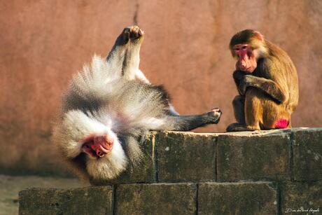 Bavianen genieten van de lente
