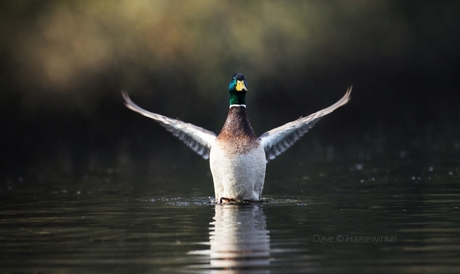 Mallard Duck
