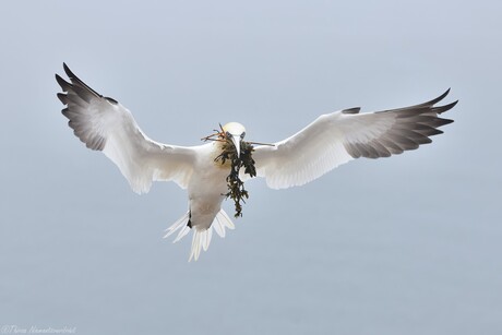 The Nest Builder