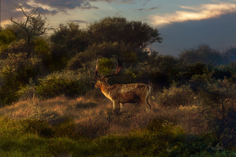 Hert in de Waterleidingduinen