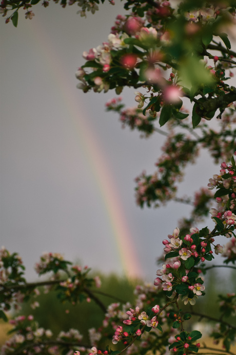 Regenboog tussen de bloesems