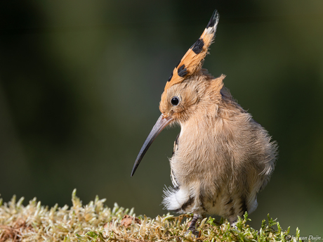 Statieportret van de hop