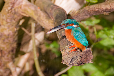 ijsvogel