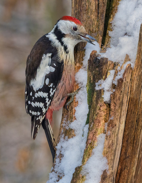 Bont specht in de winter