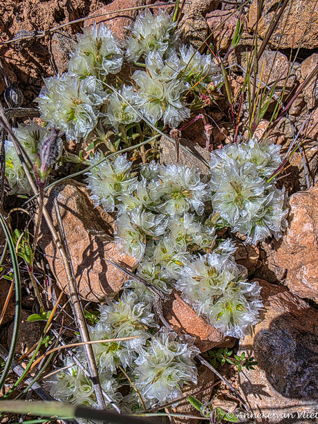 Viltkruid (Paronychia capitata)