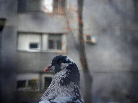 Een duif