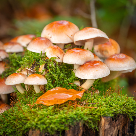 Herst in het bos