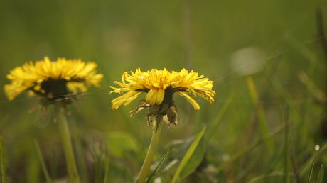 Paardenbloem