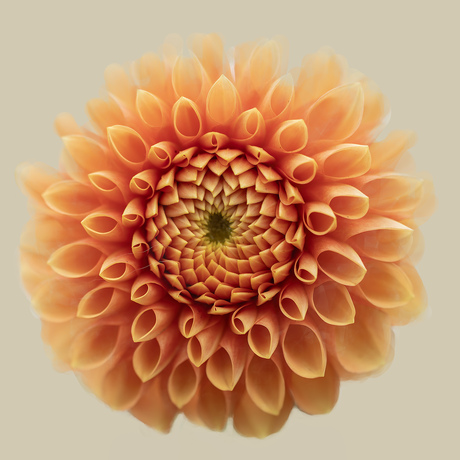 Dromerige dahlia