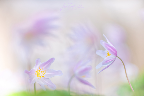 Waar Scherpte Verdwijnt