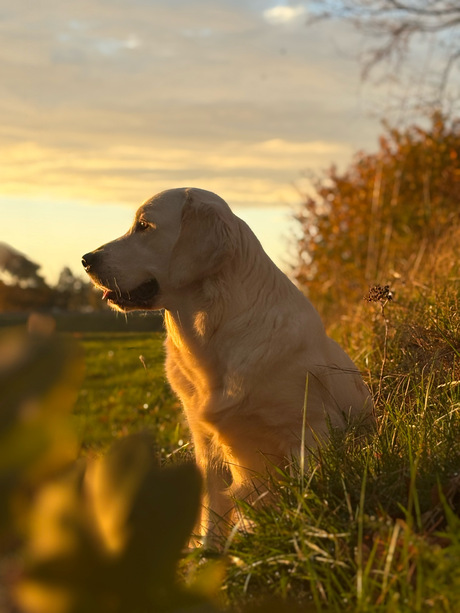 Gouden retriever