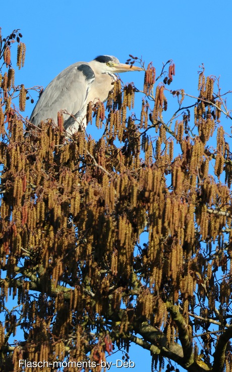 Blauwe reiger