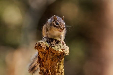 Siberisch grondeekhoorntje