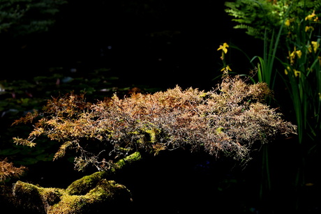 Japanse tuin 4