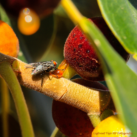 2016 01-11 Natuur