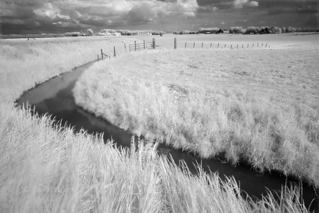 Graslanden in een polder.