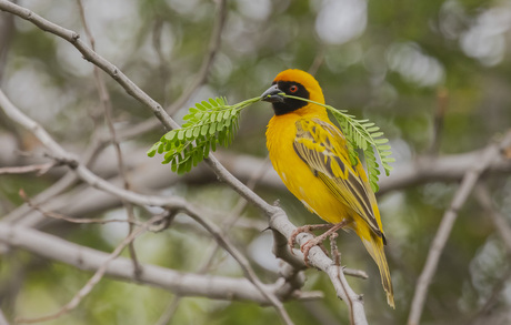 Southern Masked Weaver