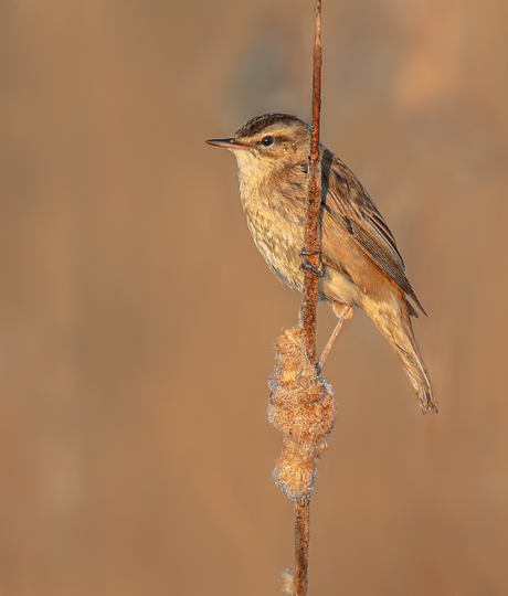 Rietzanger in het ochtendzonnetje