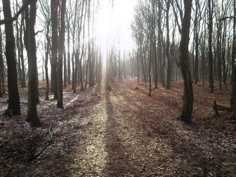 Veenendaalse bos