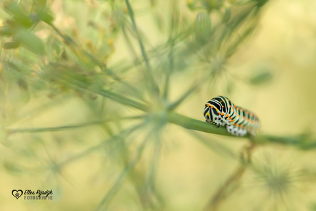 Rups Koninginnepage