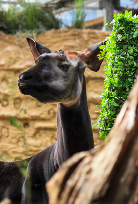 Okapi 🥰