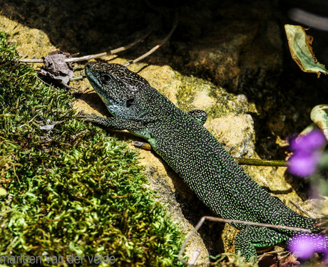 smaragdhagedis die zich opwarmt in de lentezon