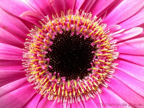 Think Pink, Zoom Pink