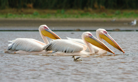 Pelicans