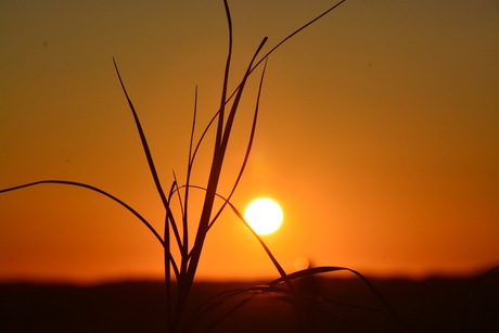 Ondergaande zon Groene strand